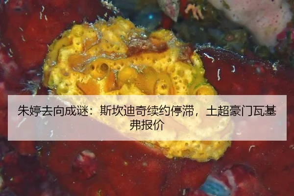 朱婷去向成谜：斯坎迪奇续约停滞，土超豪门瓦基弗报价